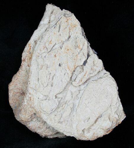 Triceratops Head Shield Section - Montana #12926